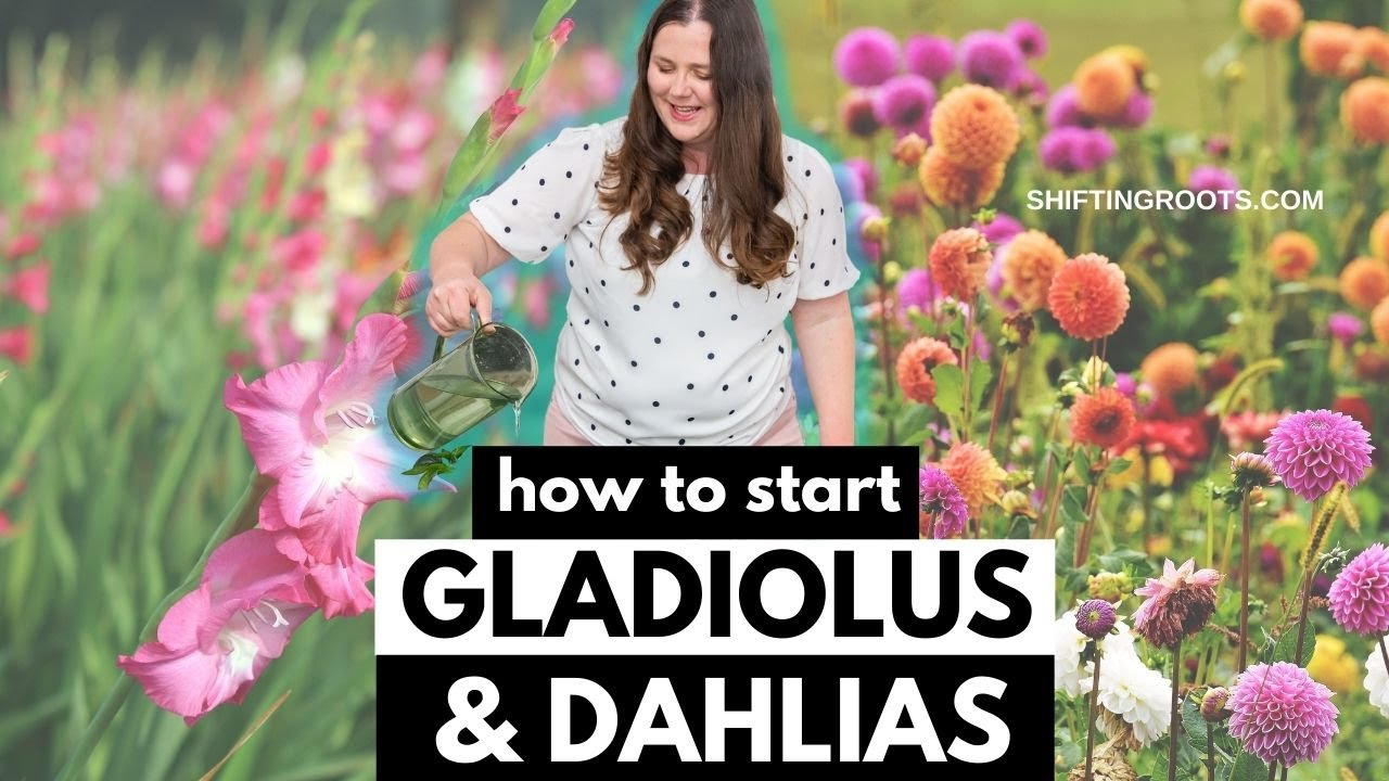 Wake up Dahlias and Glads the Easy Way