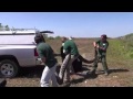 Video of record-breaking Burmese python in Everglades National Park