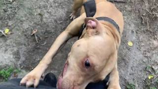 CHILLIN WITH THE REDBOY JOCKO PITBULLS OF TODAY