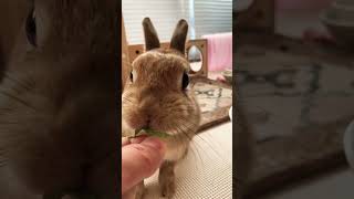 どんどん迫ってくるうさぎ