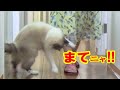 ママのお出かけを必死に止めようとする猫 ラグドールのコハク君 ”Don't leave me!" Ragdoll Cat Kohaku
