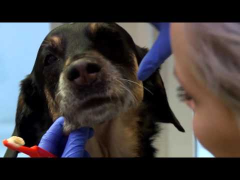 Video: Cancerbehandling För Hundar Hund Lymfom - Daglig Veterinär