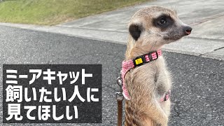ミーアキャット YouTube