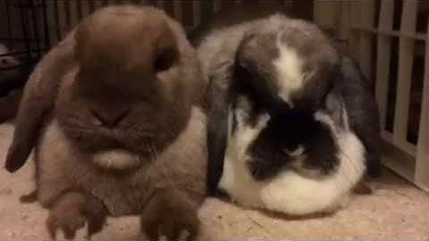 Living With Rabbits - That Lagomorph Life