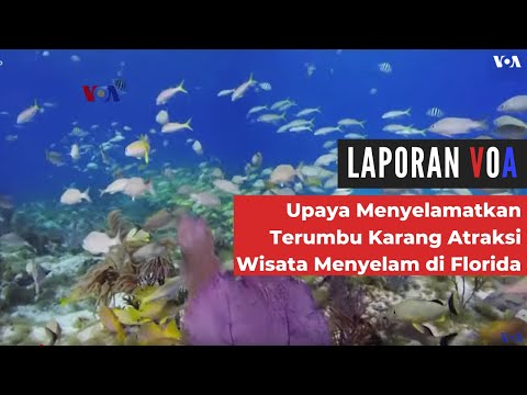 Video: Florida Keys Pengalaman Satwa Liar, Menyelam, Dan Penyu Yang Berkelanjutan