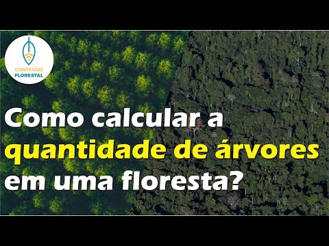 Vídeo: Quantas árvores existem em uma floresta média?