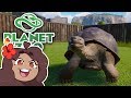Slow & Steady Lessons with Galapagos Tortoises!! 🐼 Daily Planet Zoo! • Day 28