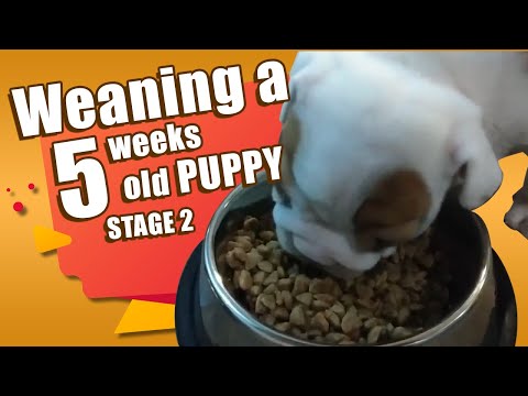 ? How to WEAN 5 weeks old PUPPIES ? - Weaning Process [Stage 2]