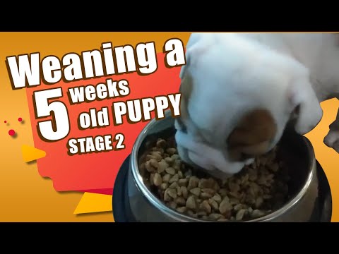 ? How To WEAN 5 Weeks Old PUPPIES ? - Weaning Process [Stage 2]