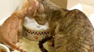 Coco's Kittens at 5 weeks old by Teri Thorsteinson 151 views 14 years ago 1 minute, 4 seconds