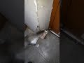 Cat Cat | Bittu #catshorts #catvideos