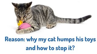 Why My Cat Humps His Toys And How To Stop It?