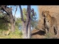 NGOBOSWAN male checks up on his cubs 🐆 The NKUHUMA pride 🦁