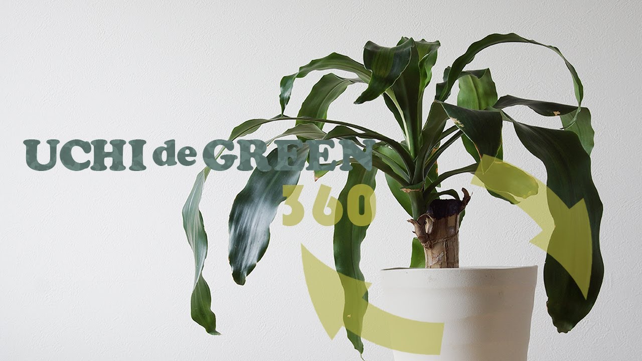 葉の変色が気になるマッサンゲアナ Uchi De Green ウチデグリーン