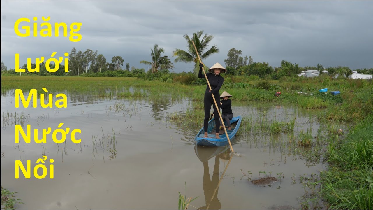 1668 / Giăng lưới trên đồng lúa chét