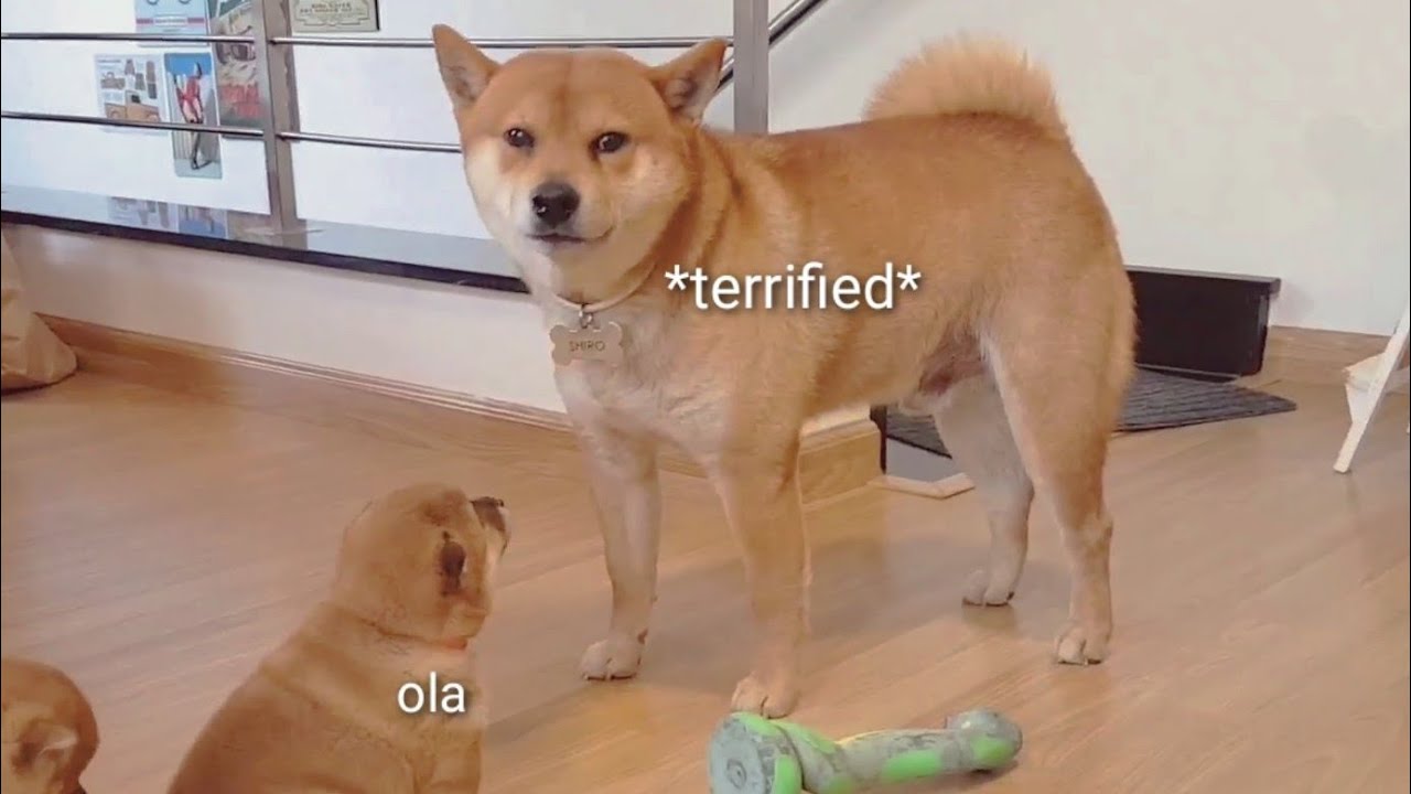 Hooman Amgery At Shiro Shiba Inu Puppies With Captions