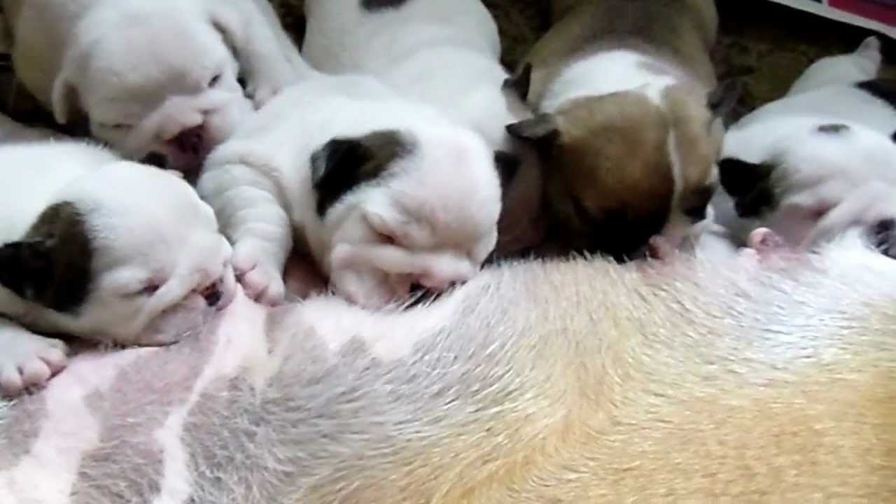 bulldog kiskutyák esznek English Bulldog Puppy puppies eating