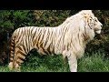 10 Awesome Hybrid Animals That Actually Exist 🦓+🦁 = ❓