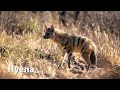 Striped Hyena Sounds Striped Hyena Sounds