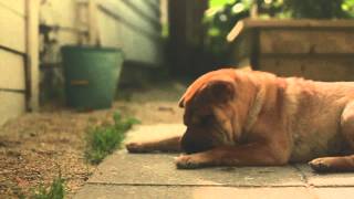 A dog named Lewis - Lewis vs. The Green Tomato by Rachael Hosein 126 views 9 years ago 1 minute, 50 seconds