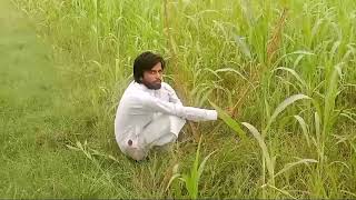 Batair Ka Shikar// common quail Hunting with net // بٹیر کا شکار جال کے ساتھ