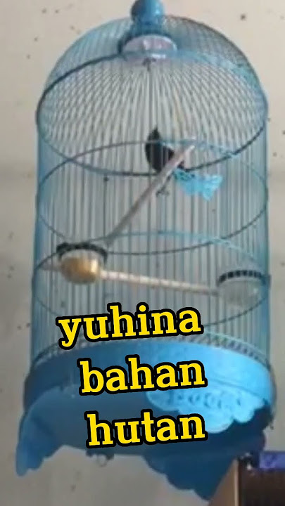 yunina gacor masih muda #yuhina #burungyuhinagacor #shorts