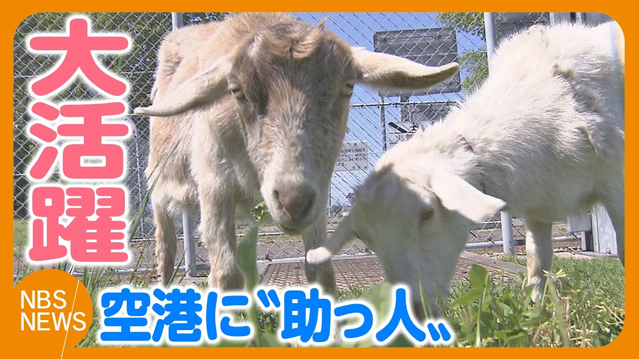 Two goats are playing an active role in mowing grass at Matsumoto