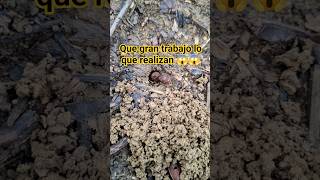 Vean lo que hace la hormiga Culona 🐜🐜😱😱