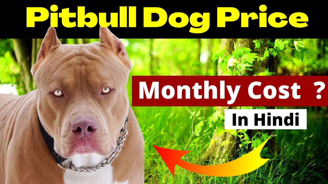 Pitbull Dog Price in India 2022 Pitbull Dog Price in India Price of