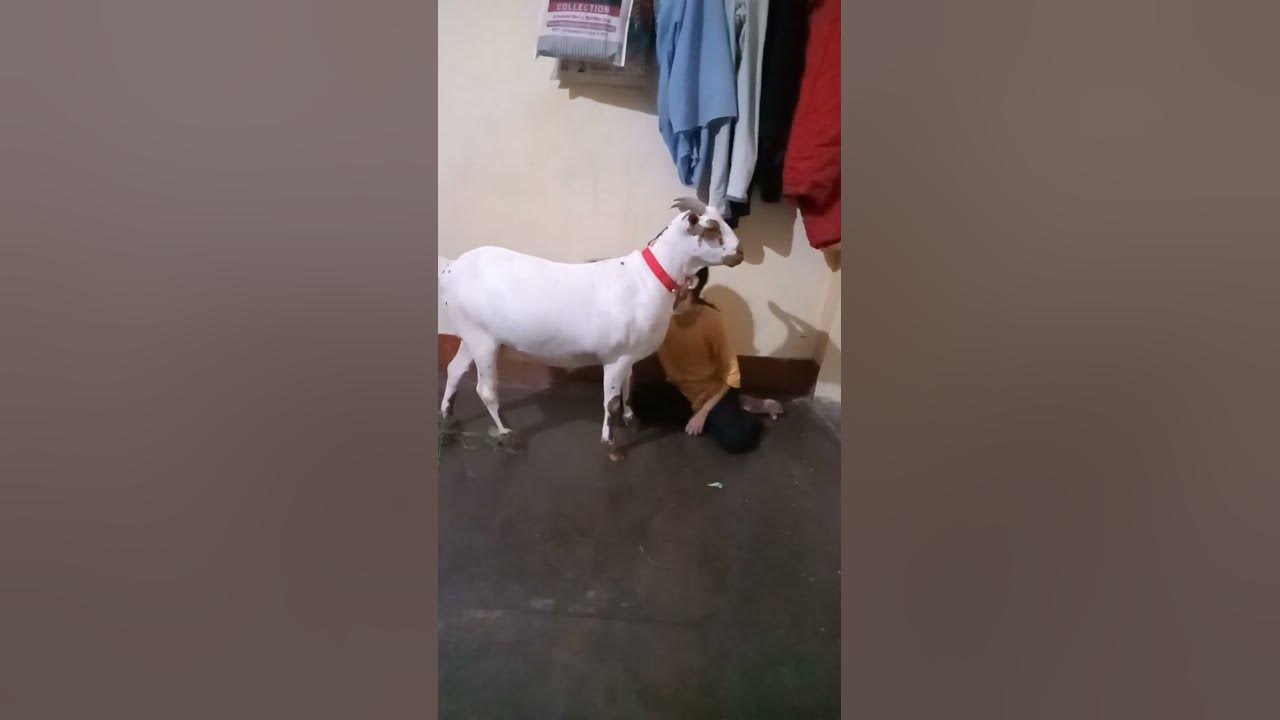 hamza-goat-farm-barbara-bakra-sale-watsapp-number-8433117305-jisko