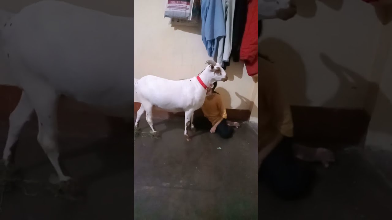 Hamza Goat Farm Barbara Bakra Sale Watsapp Number 8433117305 Jisko Hamza Goat Farm Barbara Bakra Sale Watsapp Number 8433117305 Jisko