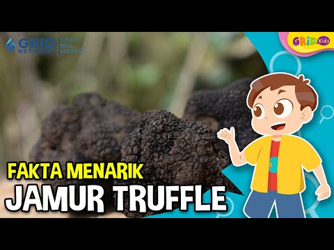 Video: Seperti apa rasanya truffle?