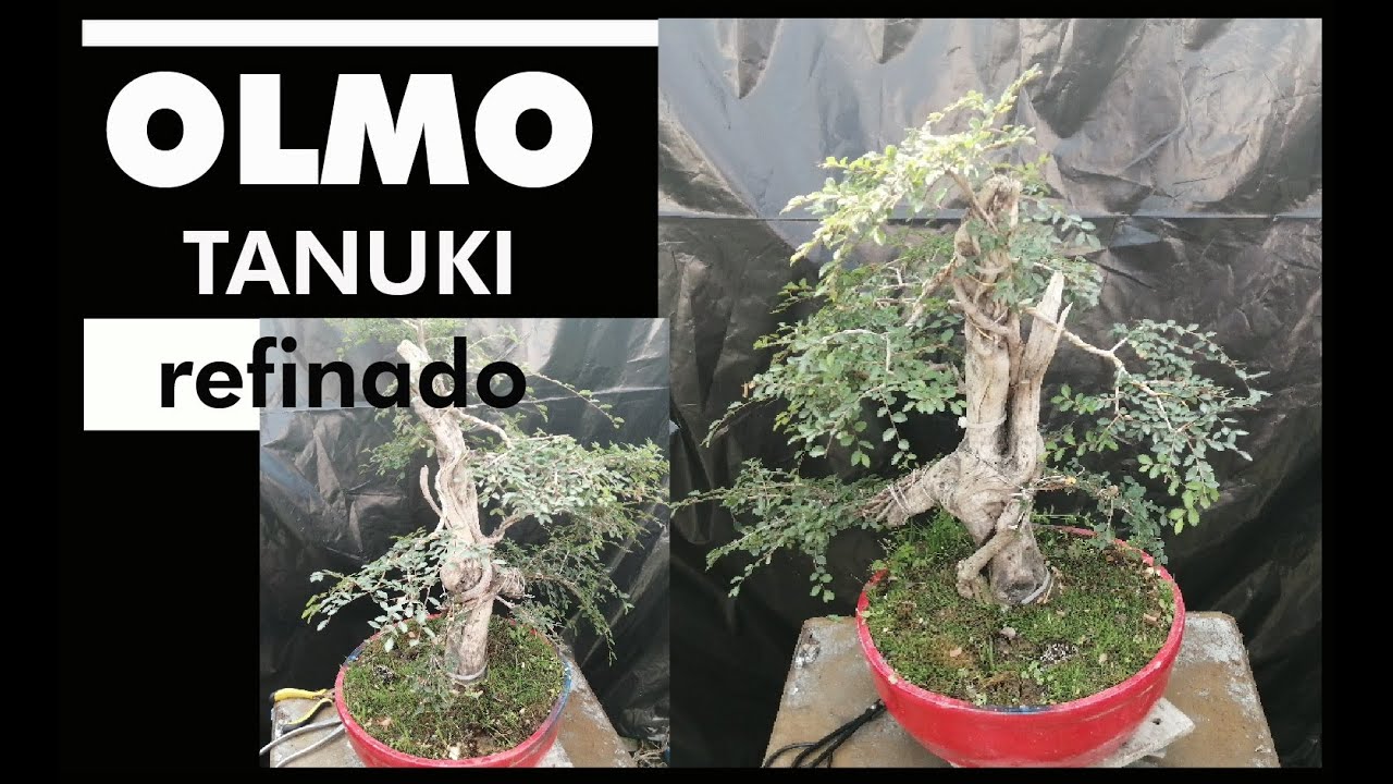 Mantenimiento Olmo Tanuki