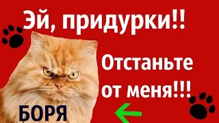 Боря, отдай булку! Песня вторая!!!!