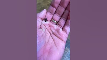 Thumbnail of Small to big SPIDERS!!!!!