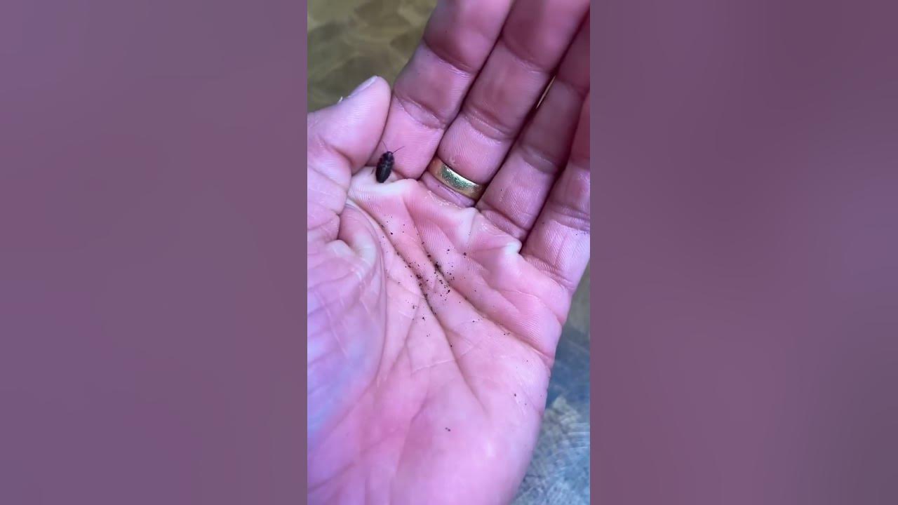 Small to big SPIDERS!!!!!