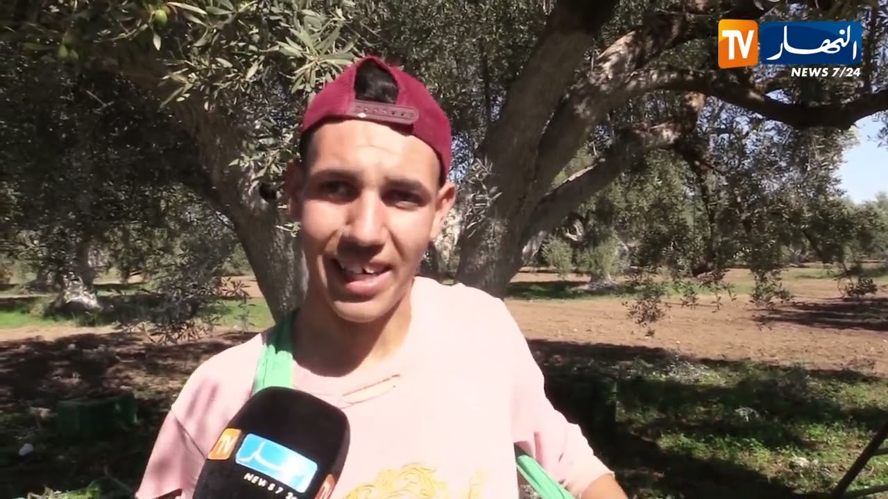 غليزان : توقعات بمردود جيد في إنتاج الزيتون هذا الموسم