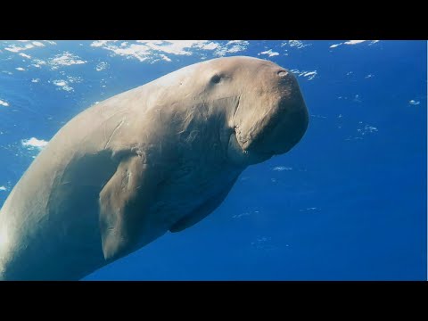 Дюгонь или морская корова: нам удалось снять редкое животное/Dugong! The rare video of this animal!