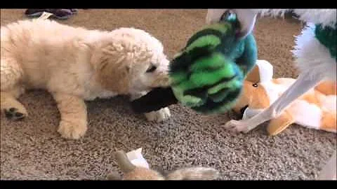Annie the Whippet & Willow the Goldendoodle Play Keep Away