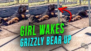 Grizzly Bear Wakes up When Girl Says ”Get That Stretch”