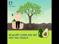 BÍ QUYẾT CHĂM SÓC BƠ SAU THU HOẠCH SẴN SÀNG CHO VỤ MỚI CHẤT LƯỢNG 