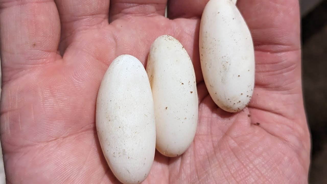 You'll Never Guess Who Laid These Eggs - YouTube