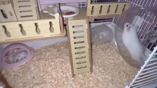 Hamster Mom Just Wants a Workout 😂🐹 #shorts #funny