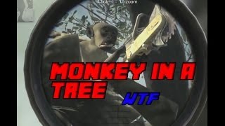 call of duty ghost monkey in the tree