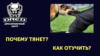 Почему собака тянет за штаны, как отучить? Почему собака тянет за штаны, как отучить?