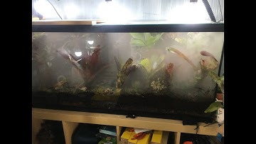 $15 DIY Fogger for Frog Tank or Vivarium