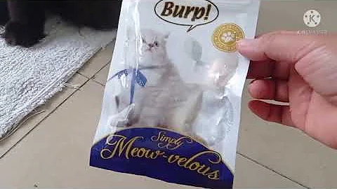 Video 836101: feeding maine coon, maine coon cat playing