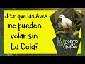 ¿Por que las Aves no pueden volar sin la cola? ¿Cuál es la importancia de la cola en los Aviones?