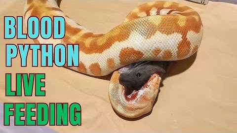 Black rat vs blood python. blood python live feeding