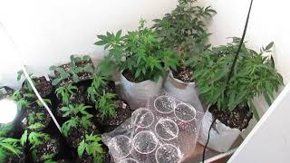 Veg Update